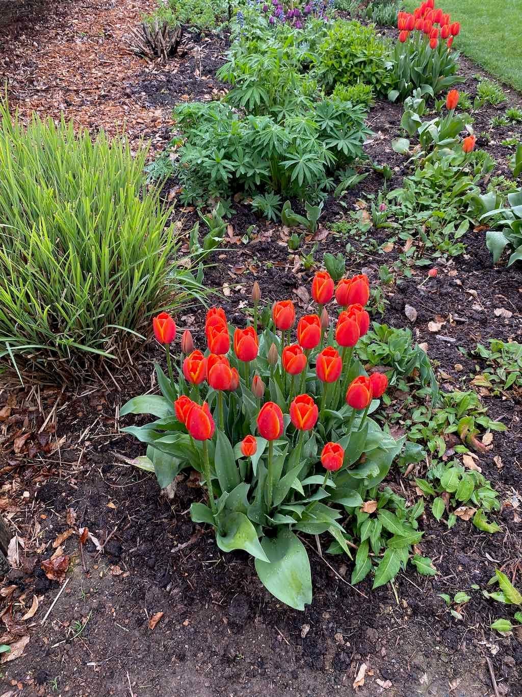 Red Cow Farm Garden Image -632f7ebf03eb9